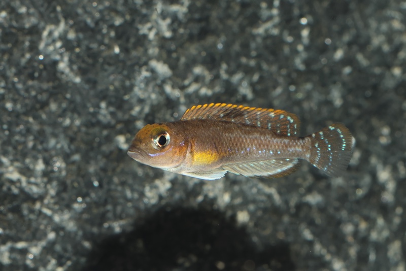 Lamprologus ornatipinnis 'Mwamgongo'
